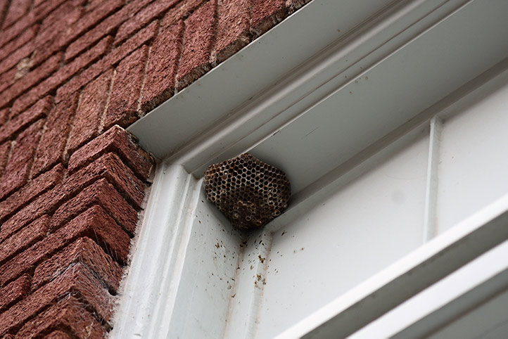 We provide a wasp nest removal service for domestic and commercial properties in Ashton In Makerfield.